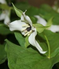Trillium erectum white-flowered form