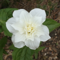 Trillium grandiflorum 'Flore Pleno'