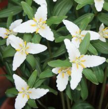 Trillium pusillum var. ozarkianum