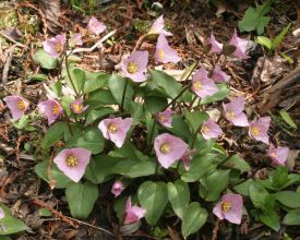 trillium_rivale_deep_pink2.jpg