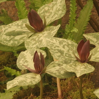 Trillium sessile