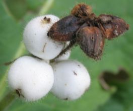 Triosteum pinnatifidum