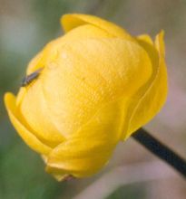 trollius_europaeus.jpg