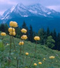 trollius_europaeus2.jpg