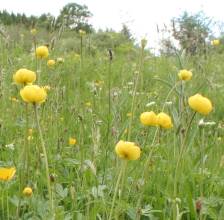trollius_europaeus4.jpg