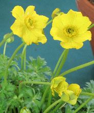 trollius_pumilus.jpg