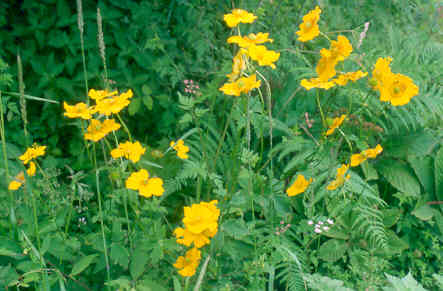 trollius_yunnanensis.jpg