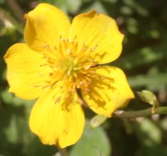 trollius_yunnanensis2.jpg
