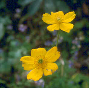 trollius_yunnanensis_close.jpg