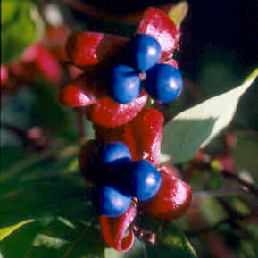 Tropaeolum speciosum fruit