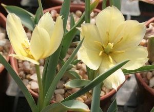 tulipa_apricot_jewel.jpg