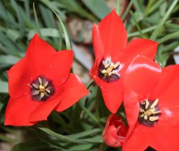 tulipa_batalinii_red_gem3.jpg