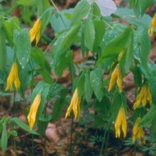 Uvularia grandiflora