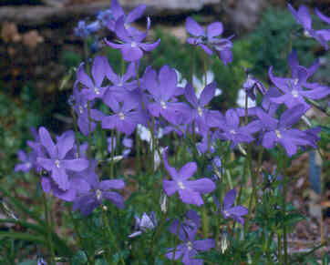 viola_cornuta.jpg