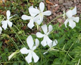 viola_cornuta_alba.jpg