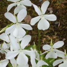 viola_cornuta_alba2.jpg
