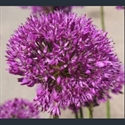Picture for category Allium