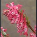 Picture for category Corydalis