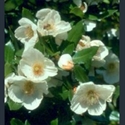 Picture for category Eucryphia