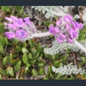 Picture for category Oxytropis