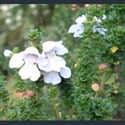 Picture for category Prostanthera
