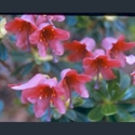 Picture for category Rhododendron