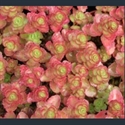 Picture for category Sedum
