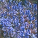 Picture for category Ajuga
