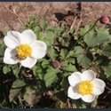 Picture for category Anemone - large varieties