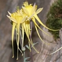 Picture for category Aquilegia