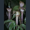 Picture for category Arisaema