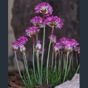 Picture for category Armeria