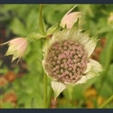 Picture for category Astrantia