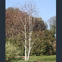 Picture for category Betula