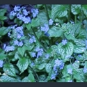 Picture for category Brunnera