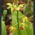 Picture for category Calanthe