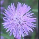 Picture for category Centaurea