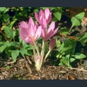 Picture for category Colchicum autumnale