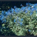 Picture for category Corydalis flexuosa and relatives
