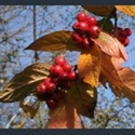 Picture for category Cotoneaster