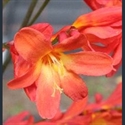 Picture for category Crocosmia
