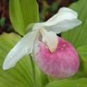 Picture for category Cypripedium