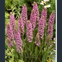 Picture for category Dactylorhiza
