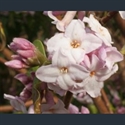 Picture for category Daphne - large varieties