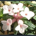 Picture for category Daphne - small varieties