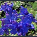 Picture for category Delphinium