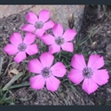 Picture for category Dianthus
