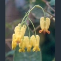 Picture for category Dicentra