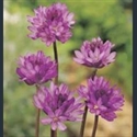 Picture for category Dichelostemma