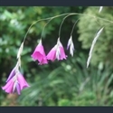 Picture for category Dierama